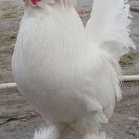 فروش جوجه لهستانی وپولندوسلطان فول کیفیت