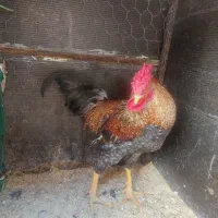 خروس چهل تاج