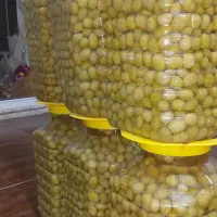 زیتون درشت طارم