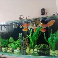 اکواریوم ماهی|ماهی|اصفهان, فردوان|دیوار