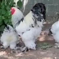 فروش تخم مرغ نطفه دار