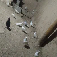 کبوتر خط دار کاغذی