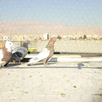 نرسینه وماده شهری سوسنی|پرنده|شیراز, دارالرحمه|دیوار