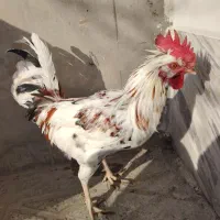 خروس گلین|حیوانات مزرعه|شهرضا, |دیوار