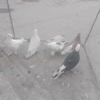 کبوتر فروشی