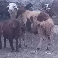 (چکی و نقدی) قوچ پلنگی  بره دوبر میش بز