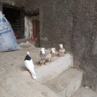 کبوتر طوقی|پرنده|هرسین, |دیوار