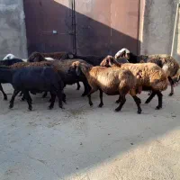 میش
