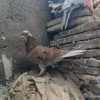 کفتر سار هفت رنگ|پرنده|مشهد, شهید معقول|دیوار