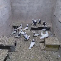 ۱۸عدد کفتر طوقی نرومادهمه باهم جفت