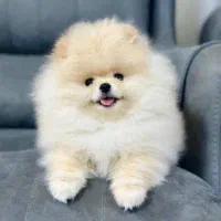 بهترینها اینجاست