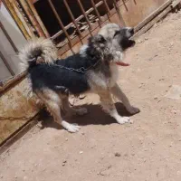 نر و لاس