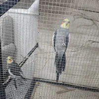 عروس با کلبه|پرنده|اردکان, |دیوار