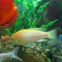 ماهی سیچلاید ردچیک