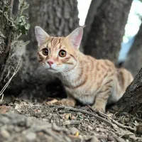 گربه نارنجی گمشده در منطقه هانیوان