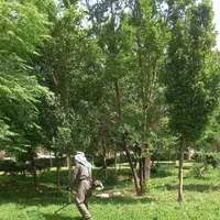 استخدام در پیمانکاری فضای سبز شهرداری|خدمات باغبانی و درختکاری|تهران, افسریه|دیوار
