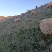 تعداد 60عدد گوسفند