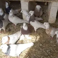 طوقی پاپر، پالخت|پرنده|مبارکه, |دیوار