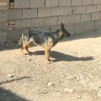 واگذاری سگ ژرمن|سگ|اصفهان, عمان سامانی|دیوار