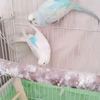 عروس هلندی|پرنده|کرمانشاه, |دیوار