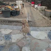 خروس لهستانی