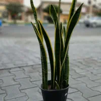 گلهای قطره باران|گل و گیاه طبیعی|لوندویل, |دیوار