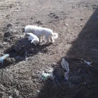 شیتیزو|سگ|زرندیه, |دیوار