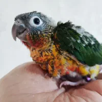 جوجه گرینچیک نر