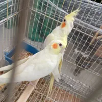 عروس هلندی لوتینو جفت خورده