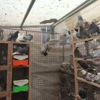 کفتر پرش سنگین تعدادی کفتر پرش سنگین|پرنده|شهریار, ابراهیمآباد|دیوار