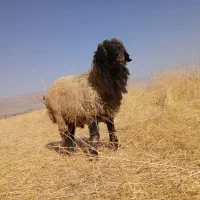 قوچ بختیاری قنقور یک ساله|حیوانات مزرعه|شیراز, وزیرآباد|دیوار