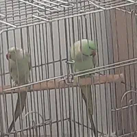 جفت طوطی ملنگو مولد خانگی .بدون قفس .تخفیف ندارد|پرنده|قائم‌شهر, |دیوار
