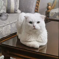 گربه اسکاتیش دو ساله
