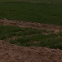 فروش زمین کشاورزی با سیستم بارانی