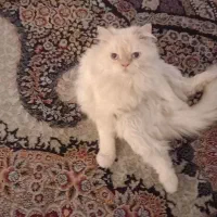 گربه پرشین