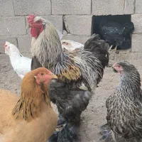 مرغ وخروس برهما