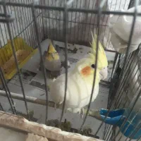 طوطی عروس جفت و تکی