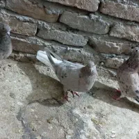 کفتر دم سفید|پرنده|نیشابور, مازول|دیوار