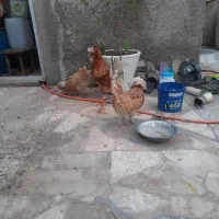 مرغ تخم گذار و خروس