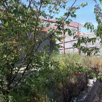 باغ کمربندی مریانج