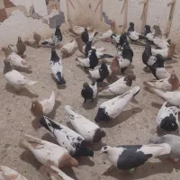 کبوتر سینه سیاه و سینه زرد کاکل شاخدار