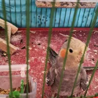 عروس هلندی با قفس|پرنده|شیراز, شهرک فرهنگیان|دیوار