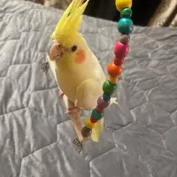 طوطی ملنگو مولد طوطی عروس دستی|پرنده|بهشهر, |دیوار