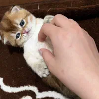 بچه گربه اسکاتیش بریتیش نر