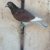 کبوتر|پرنده|کاشمر, |دیوار