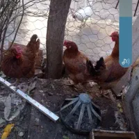 مرغ تخمگذار