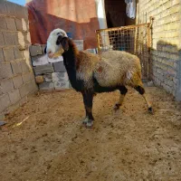 میش فروشی|حیوانات مزرعه|دهدشت, |دیوار