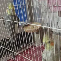 یک جفت عروس هلندی|پرنده|شیروان (خراسان), |دیوار