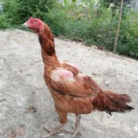مرغ لاری