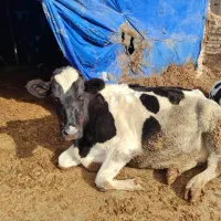 گوساله ماده هلشتاین